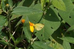 Pyrisitia lisa centralis