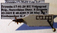 Thaumastopus marginicollis