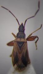 Thaumastopus marginicollis
