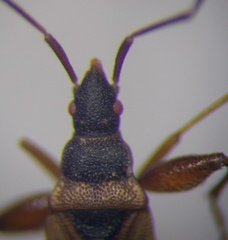 Thaumastopus marginicollis