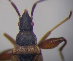 Thaumastopus marginicollis