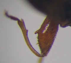 Thaumastopus marginicollis