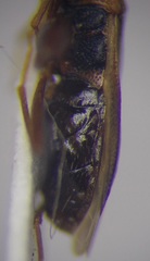 Thaumastopus marginicollis