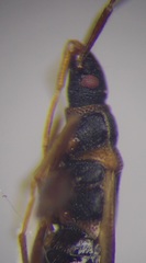 Thaumastopus marginicollis