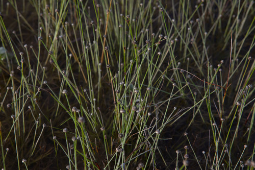 Ravenel's pipewort (Eriocaulon ravenelii)