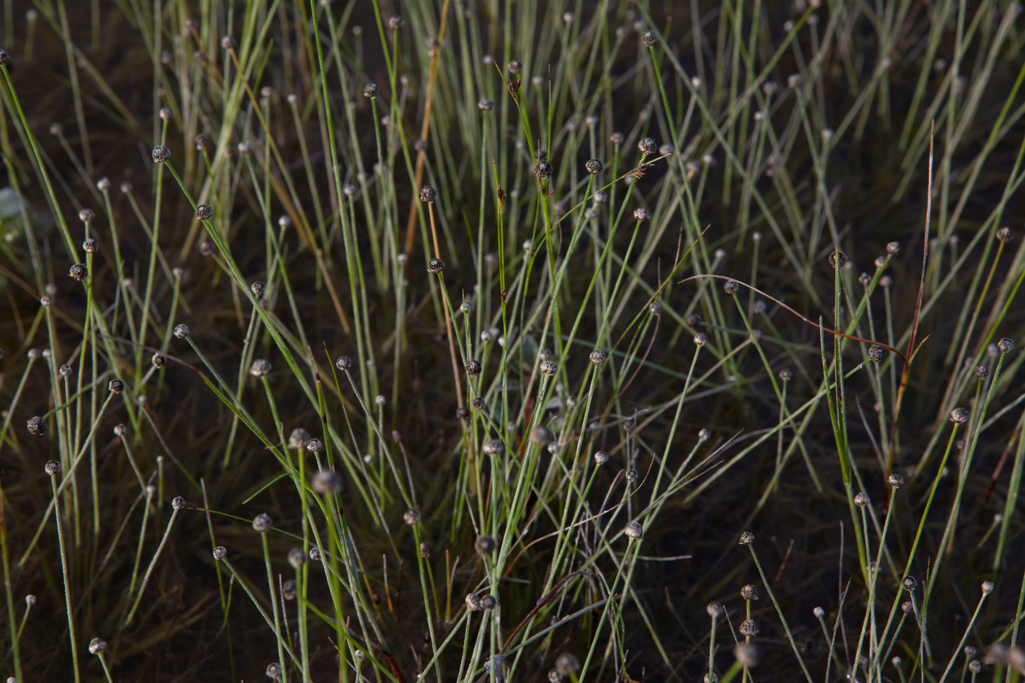Eriocaulon ravenelii