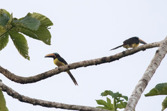 Pteroglossus inscriptus