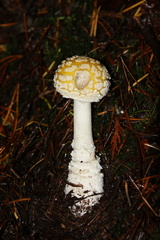 Amanita muscaria formosa