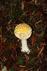 Amanita muscaria formosa