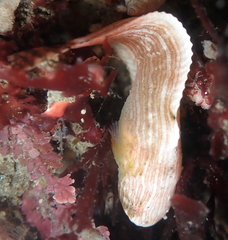Liparis mucosus