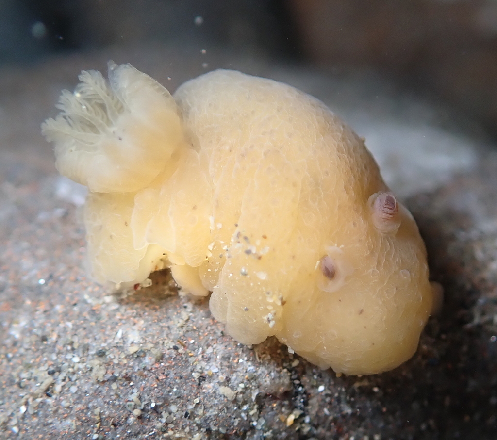 Chan's Dorid
