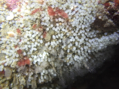 Pycnoclavella stanleyi