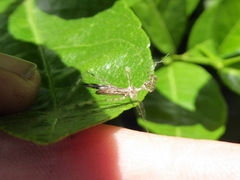 Stenolemus bituberus