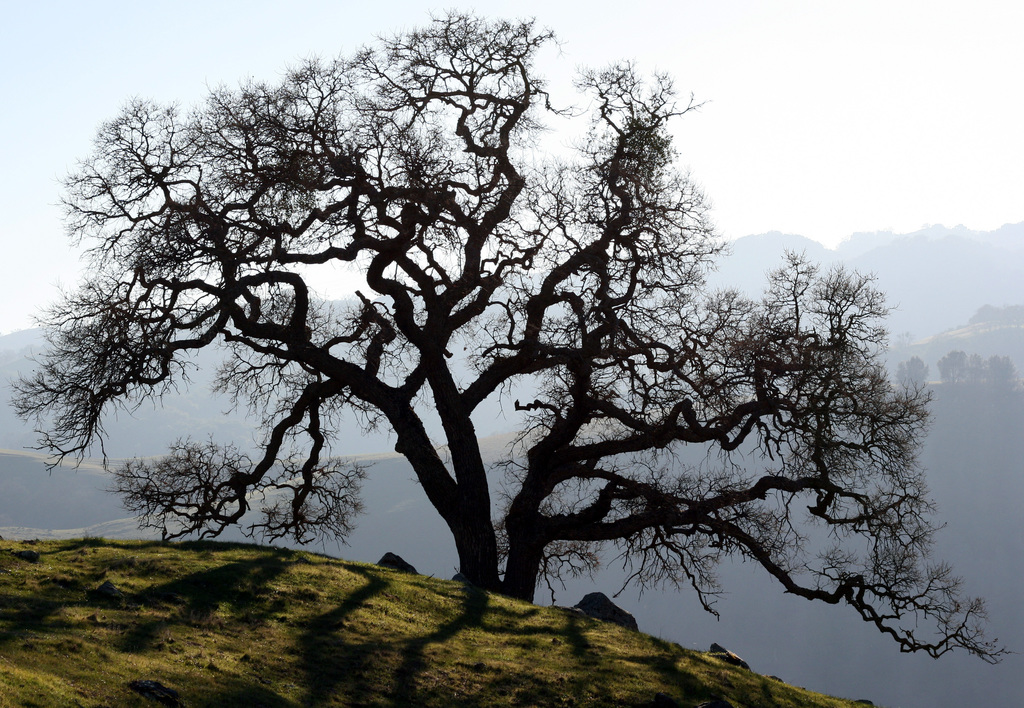 valley oak tree lifespan