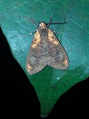 Ochrodota
