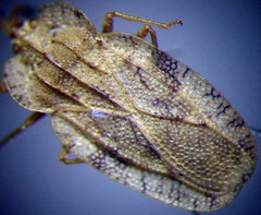 Tingis ampliata
