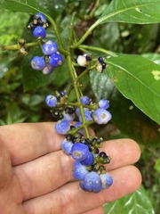 Palicourea brachiata
