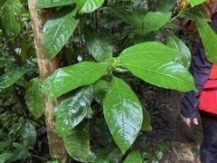 Palicourea brachiata