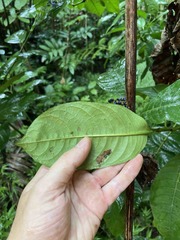 Palicourea brachiata