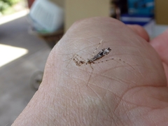 Stenolemus bituberus