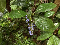 Palicourea brachiata