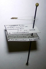 Tingis pauperata