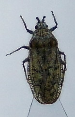 Tingis pauperata