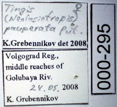 Tingis pauperata