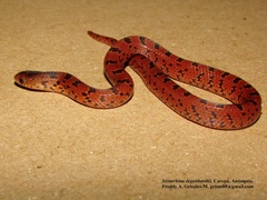 Stenorrhina degenhardtii