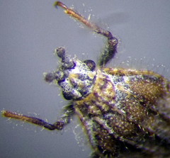 Tingis pauperata