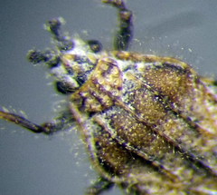 Tingis pauperata