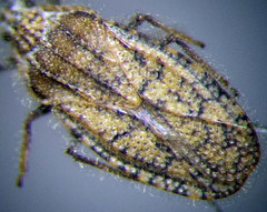 Tingis pauperata