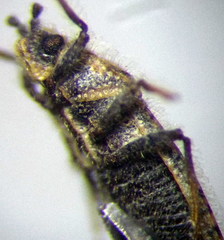Tingis pauperata