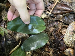 Prescottia stachyodes