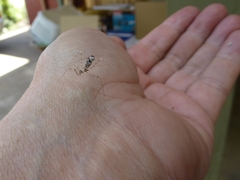 Stenolemus bituberus