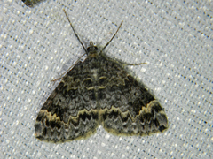 Dysstroma walkerata