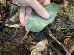 Prescottia stachyodes