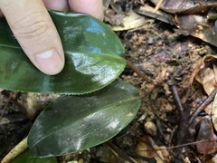 Prescottia stachyodes