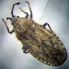 Tingis pauperata