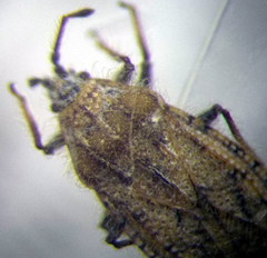 Tingis pauperata