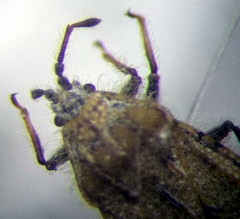 Tingis pauperata