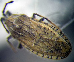 Tingis pauperata