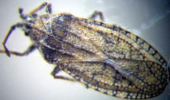 Tingis pauperata
