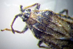 Tingis pauperata