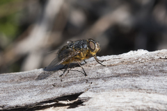 Calliphora albifrontalis