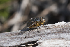 Calliphora albifrontalis
