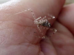 Stenolemus bituberus