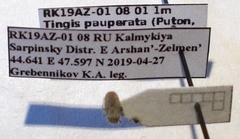 Tingis pauperata