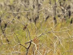 Stipiturus malachurus