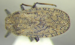 Tingis pauperata